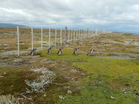 Feuerland - Kreuzfahrt Südamerika – Umrundung Kap Hoorn
