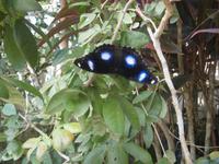 Malaysia, Insel Penang