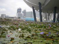 Singapur, Lotus Teich bei Marina Sands Bay