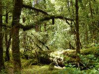 Lake Gunn Nature Walk