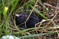 frisch geschlüpfter Pukeko