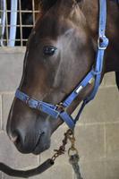 Ron verarztet sein Rennpferd