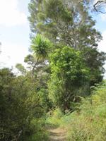 Spaziergang bei Paihia