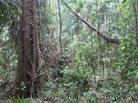 Daintree Nationalpark