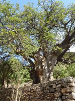 Baobab Baum in Cidade Velha