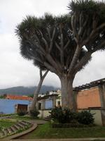 Drachenbaum auf Teneriffa