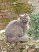 die heutigen Bewohner der Largo Argentina