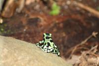 010 Costa Rica - Goldbaumsteigerfrosch