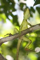 014 Costa Rica - Cahuita NP Leguan