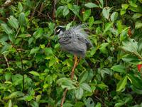 035 Costa Rica - Tortuguero - Bootsfahrt