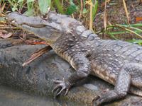 036 Costa Rica - Tortuguero - Krokodil