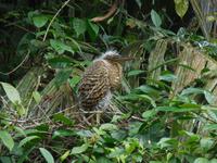 037 Costa Rica - Tortuguero - junger Vogel