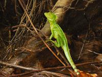040 Costa Rica - Tortuguero - Bootsfahrt