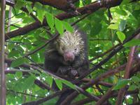042 Costa Rica - Tortuguero