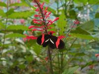 044 Costa Rica - Tortuguero - Schmetterling
