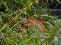 048 Costa Rica - an der Leguanbrücke