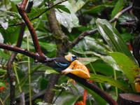 058 Costa Rica - Danaus Eco Center