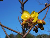 088 Costa Rica - Rincon de la Vieja