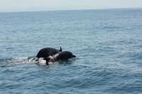 105 Costa Rica - Delfine im Marina Ballena NP