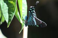111 Costa Rica - Manuel Antonio NP