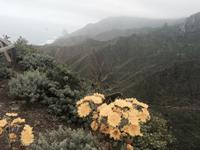 Anaga Gebirge