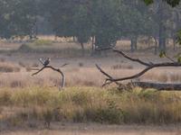 Haubenadler in Kanha (2)