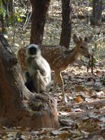 Hulman Affe und Axishirschkuh