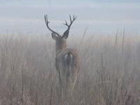 Sambarhirsch in Kanha