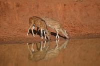 Axishirsche an der Tränke im Bandavgarh NP