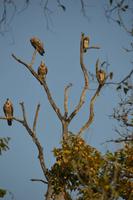 Geier im Kanha NP