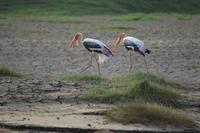 Nimmersatt Störche im Satpura NP