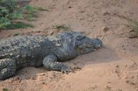 Sumpfkrokodil im Panna NP