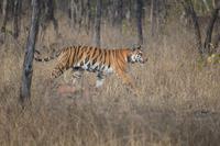 Tigerin im Panna NP