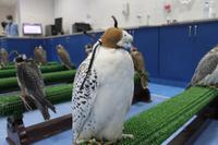 Abu Dhabi - Falkenklinik