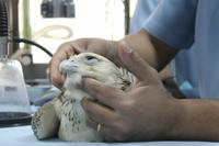 Abu Dhabi - Falkenklinik