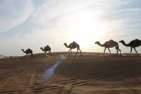 Dubai Wüstensafari 