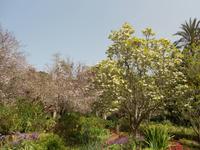 Magnolie in Blandy´s Garten