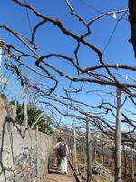 Weinberge