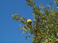 Ausflug nach Essaouira