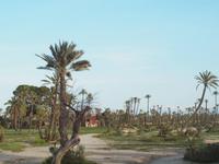 Palmenhain Marrakesch