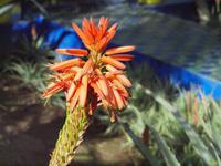 Jardin Majorelle in Marrakesch