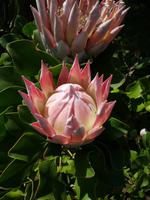607_La Gomera; Protea