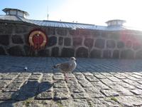 Sie möchte auch ein Fischbrötchen