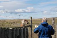 Sprich mit dem Guanako