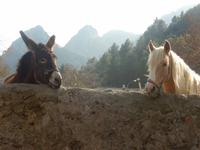 Tiermomente Alfabia