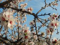 Mandelblüte
