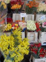 Nizza Blumenmarkt - Mimosen beachten!