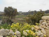 Wanderung hinauf nach Mtarfa