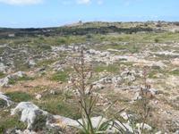 Wanderung von Buskett zu den Dingli-Klippen