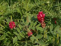 Il-Bajja Ta´Fomm ir-Rih (Hahnenklee)